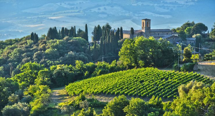 Tuscany vineyard