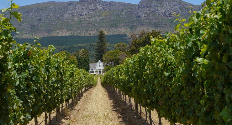 cape town wineland farm