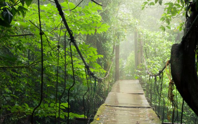 hanging bridges in rainforest costa rica