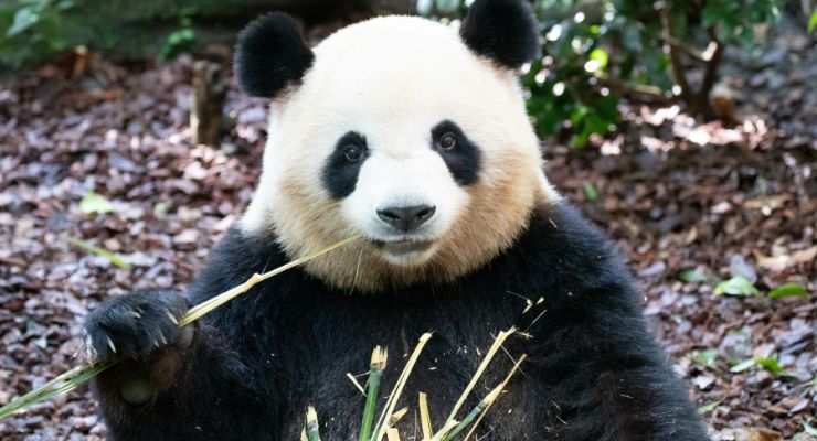 Day Seven: Dujiangyan Panda Base 