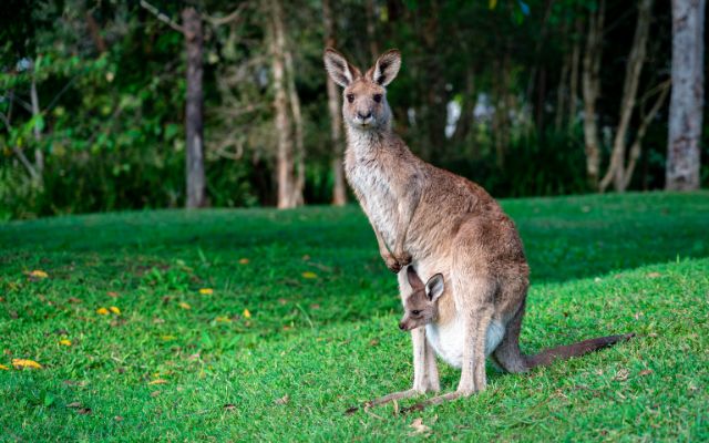 Unique Wildlife 