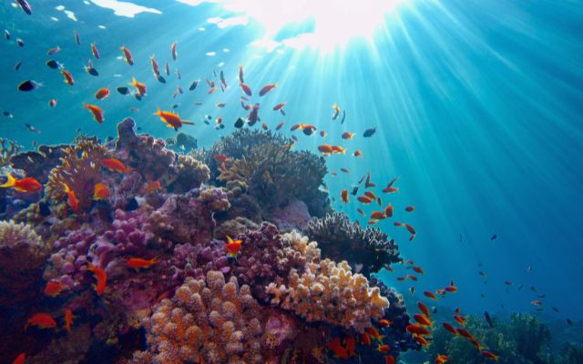 Great Barrier Reef Trip