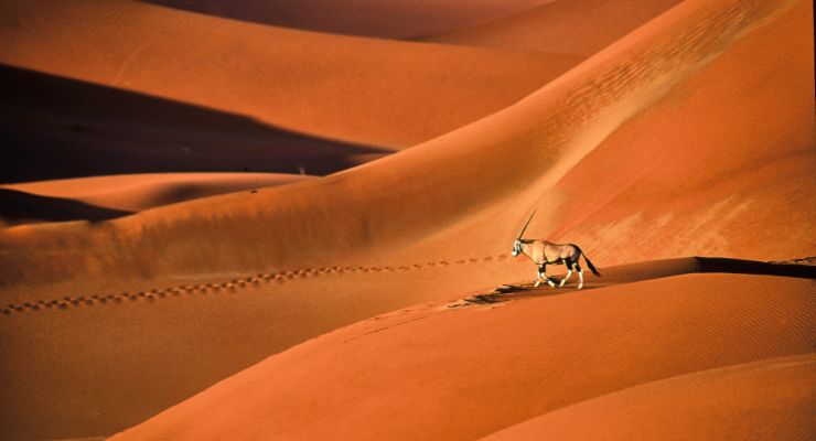 Day Five: Namib Desert