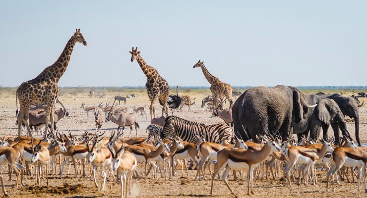 Day Twelve: Etosha National Park