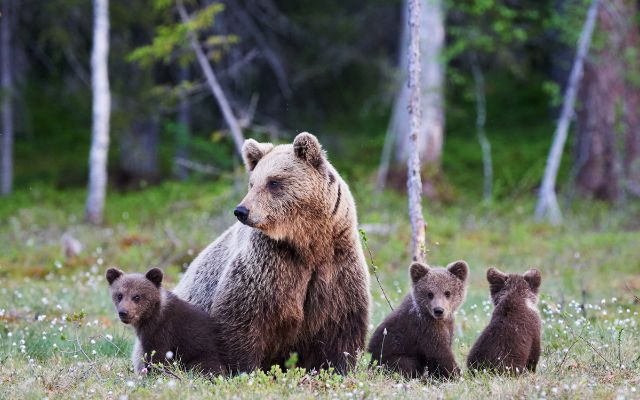 Zarne?ti Bear Sanctuary 