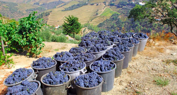 grape picking vineyard portugal