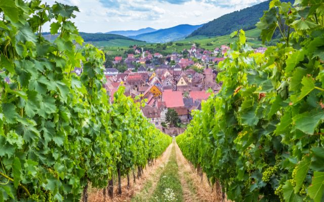 Alsace Wine Route 