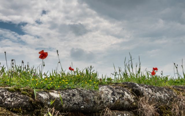 Three Guided Walks