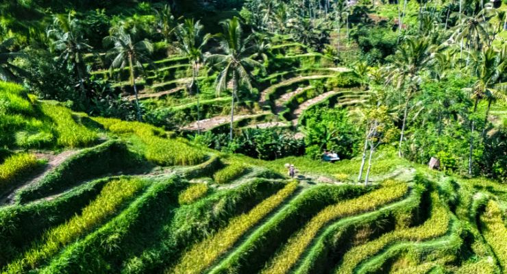 Day Three: Essence of Ubud