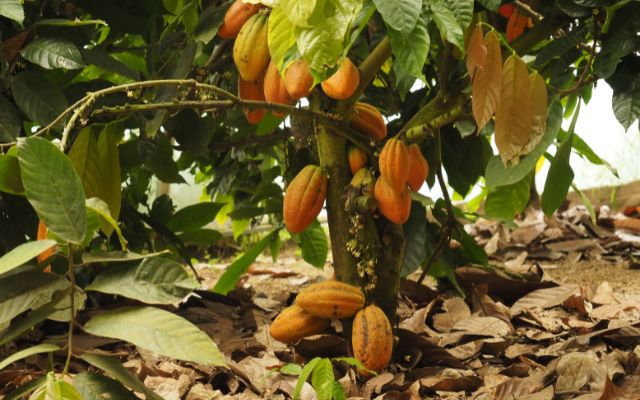 coca bean plant in costa rica