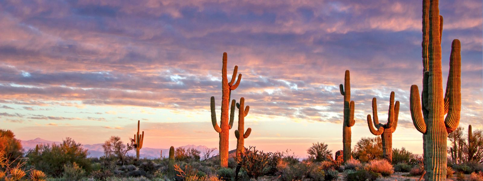 Desert Trails & Ranch Tales of Arizona