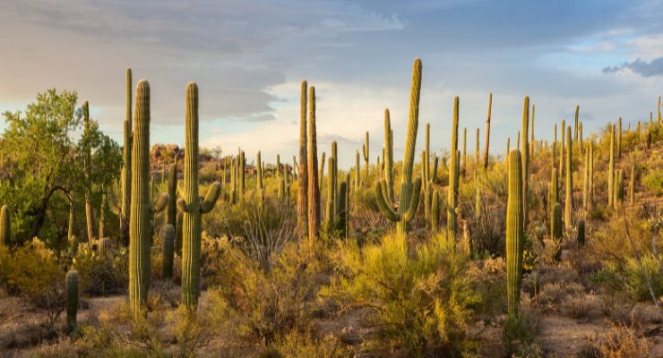 Day Eight: Saguaro National Park