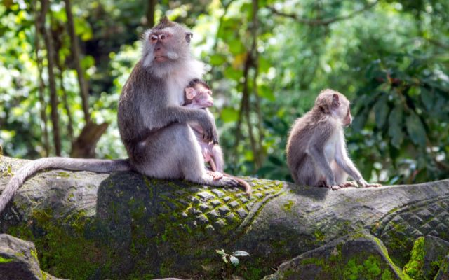 Ubud Monkey Forest