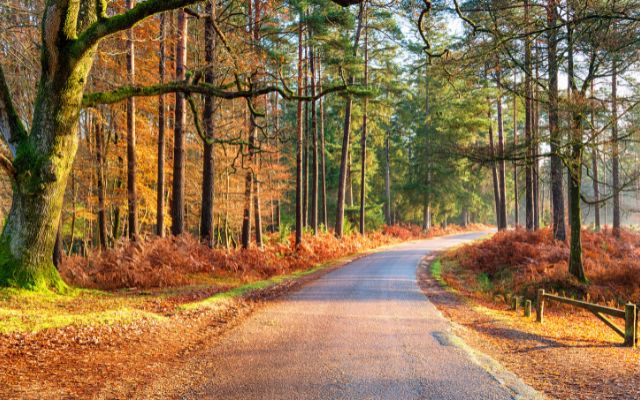 New Forest National Park