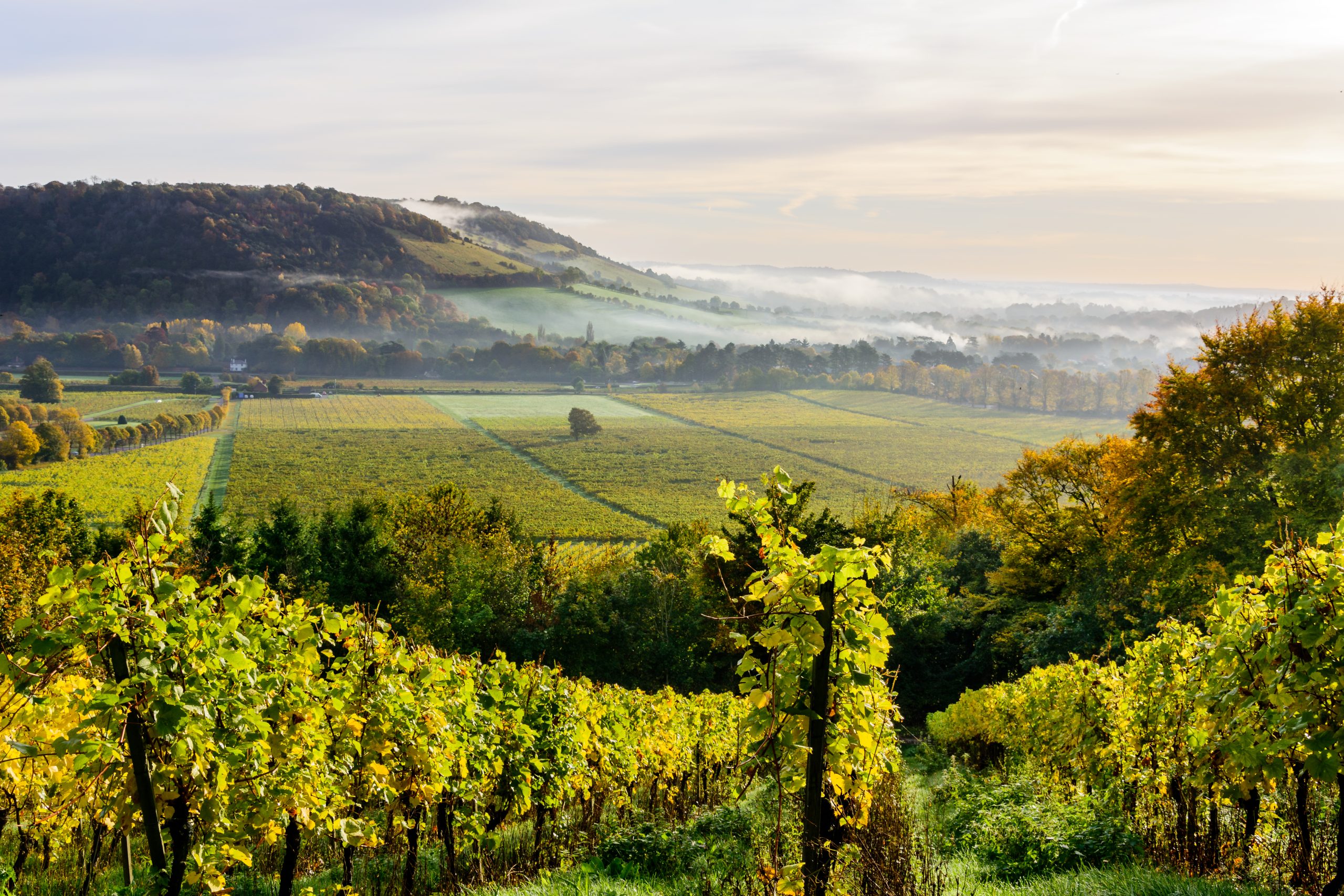 Surrey Hills Vineyards