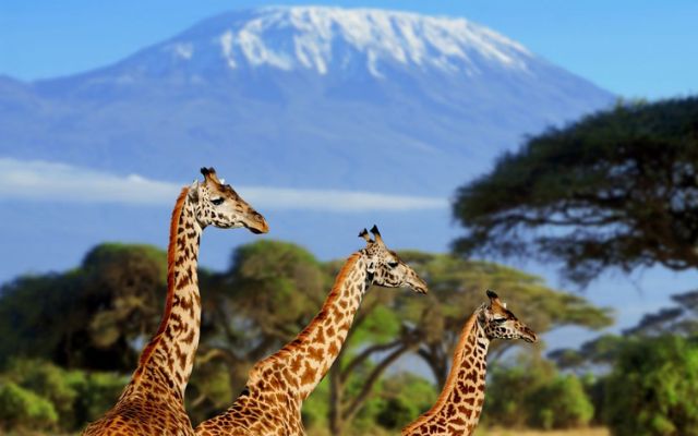 Safari, Wine and Mother City, South Africa 