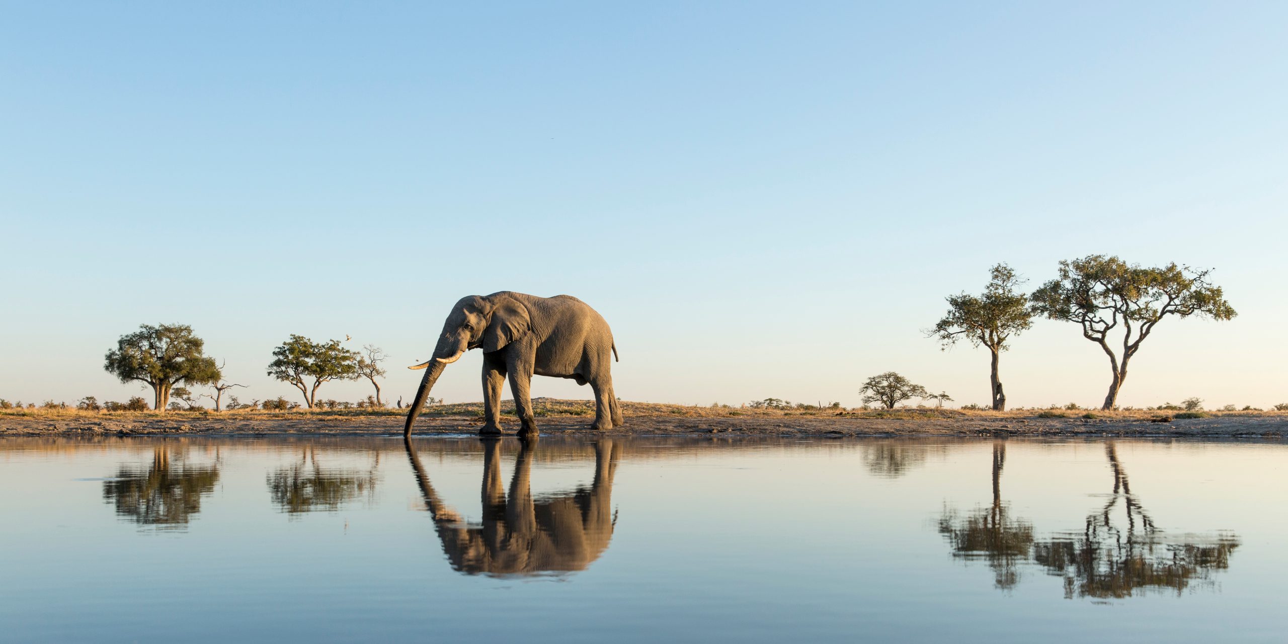 Top Unique Wildlife Experiences for Solo Travellers