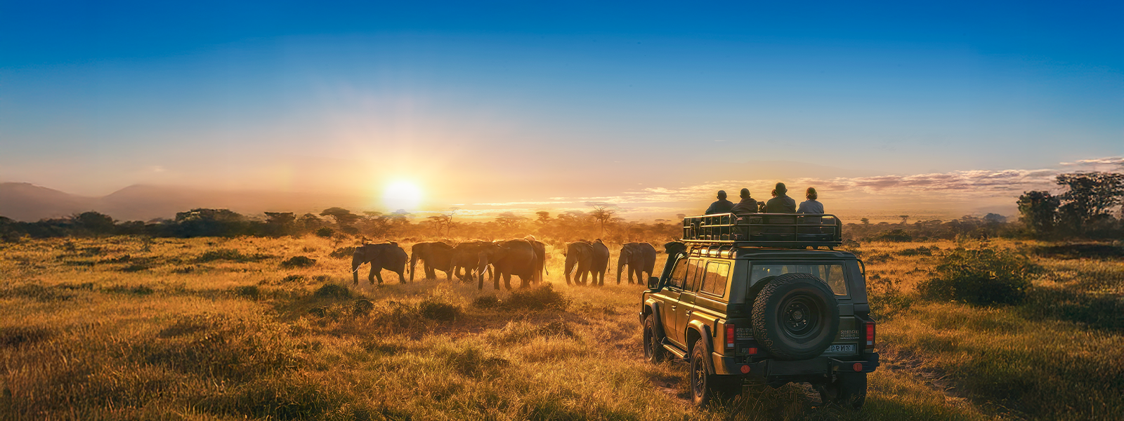 Top Unique Wildlife Experiences for Solo Travellers