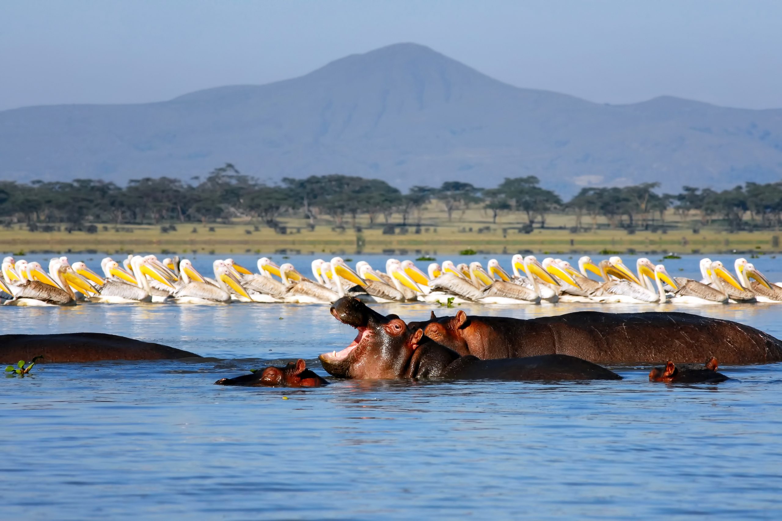 Lake Naivasha Boat Ride