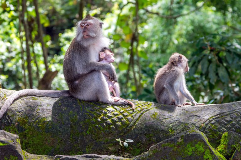 Ubud Monkey Forest