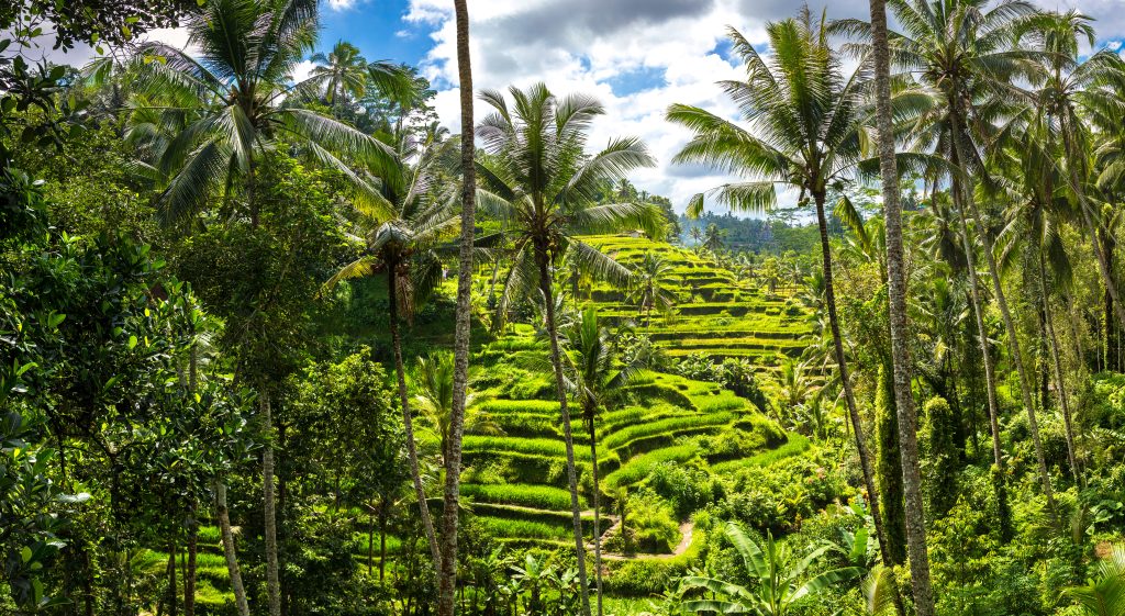 Day Three: Ubud Monkey Forest & Tegallalang Rice Fields
