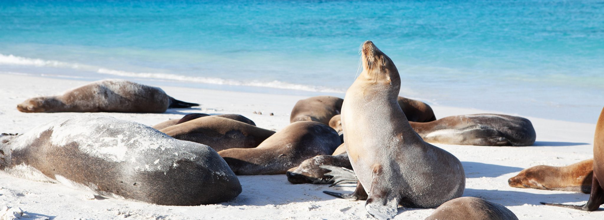 Ecuador & the Galapagos Islands