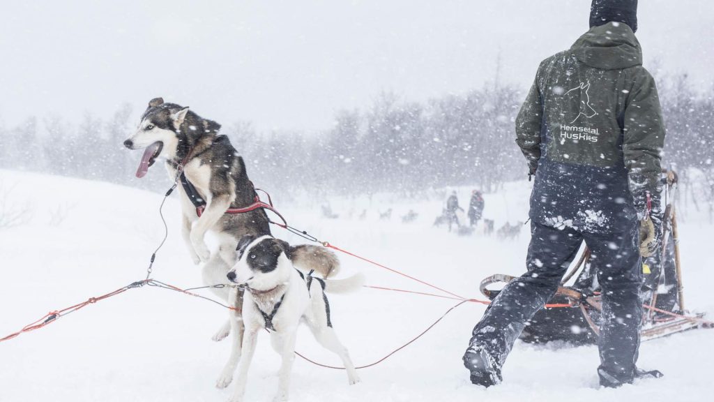 Day Four: Husky sledding & Flåm