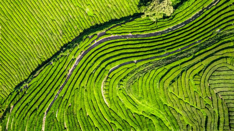 Gorreana Tea Factory