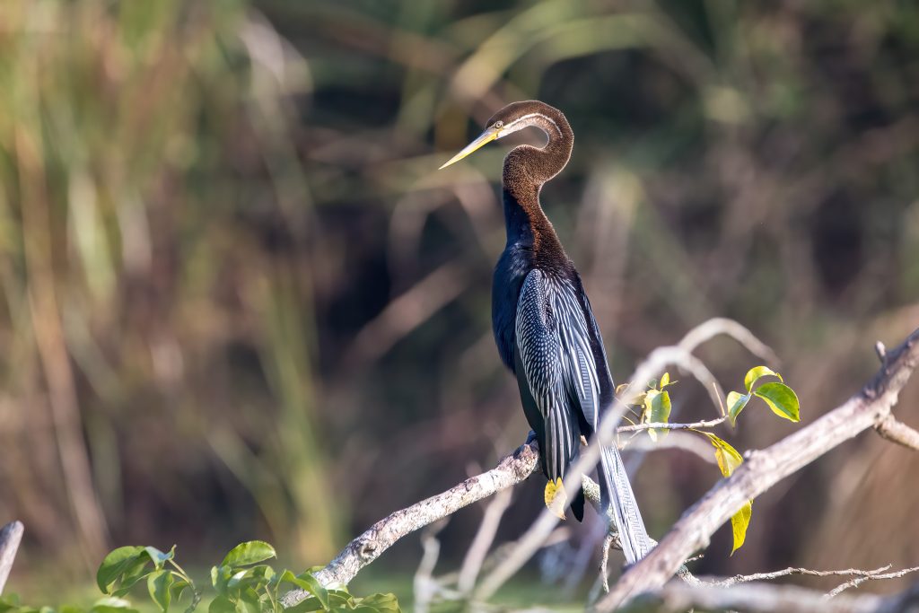 Chitwan National Park