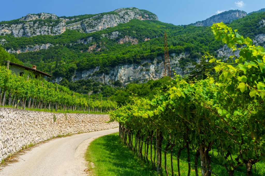 Day Four: Vineyards & ancient castles (60 km)