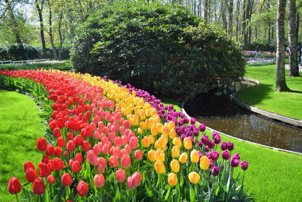 Day Two: Keukenhof Gardens & Tulip Experience Amsterdam