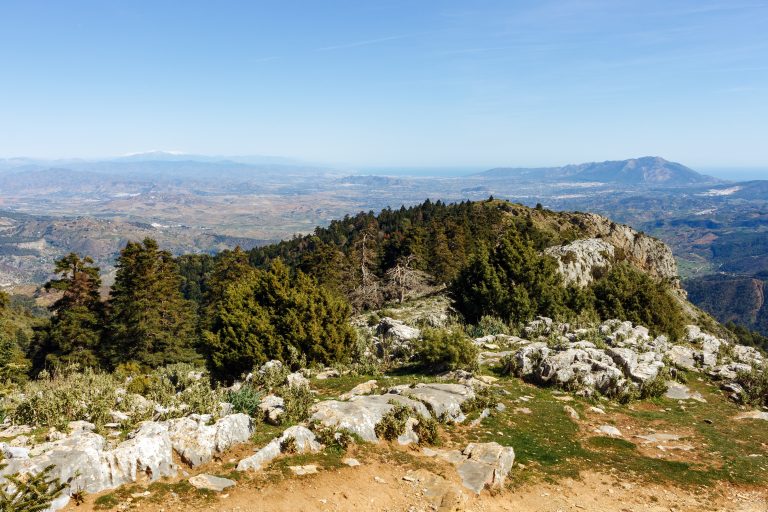 Pinsapo Forest