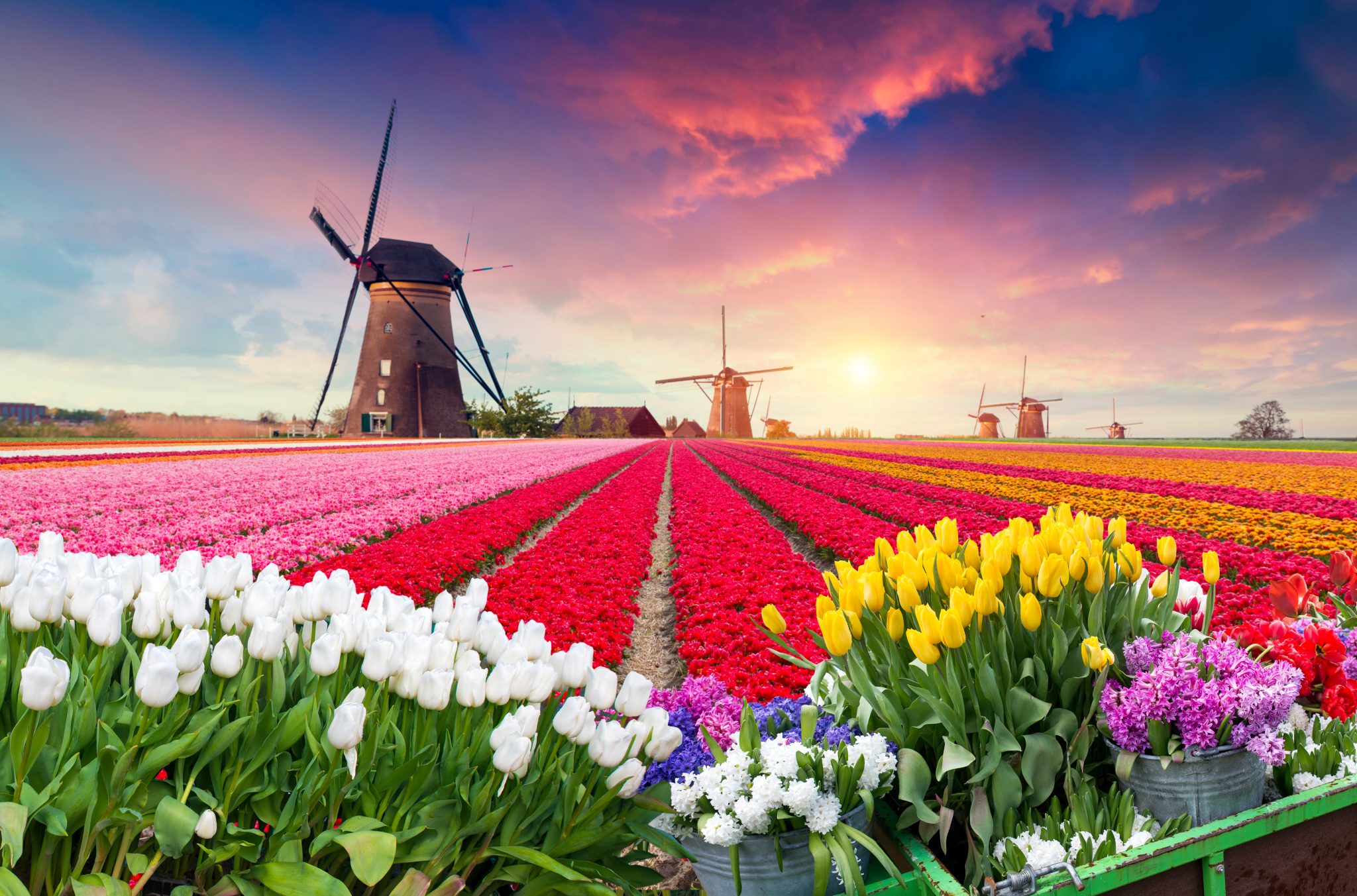 Amsterdam and the Bulbfields of Keukenhof