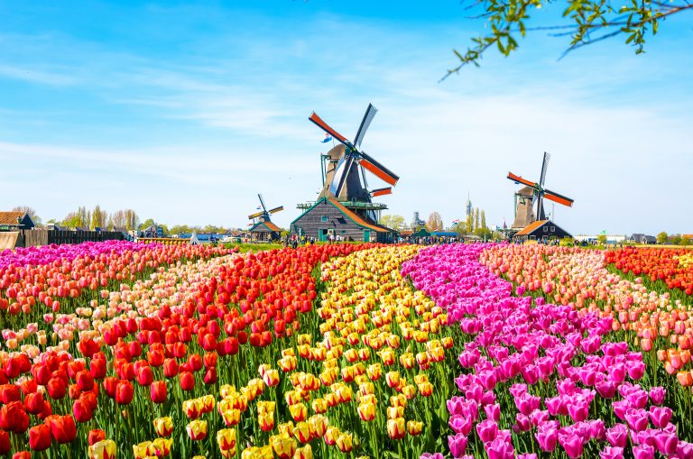 Tulip Experience