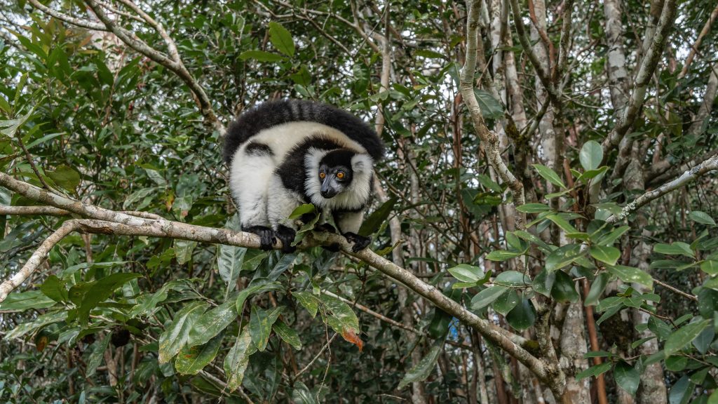 Day Two: Antananarivo - Andasibe