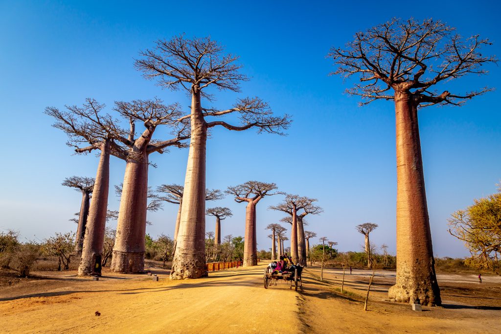 Day Six: Antananarivo - Morondava