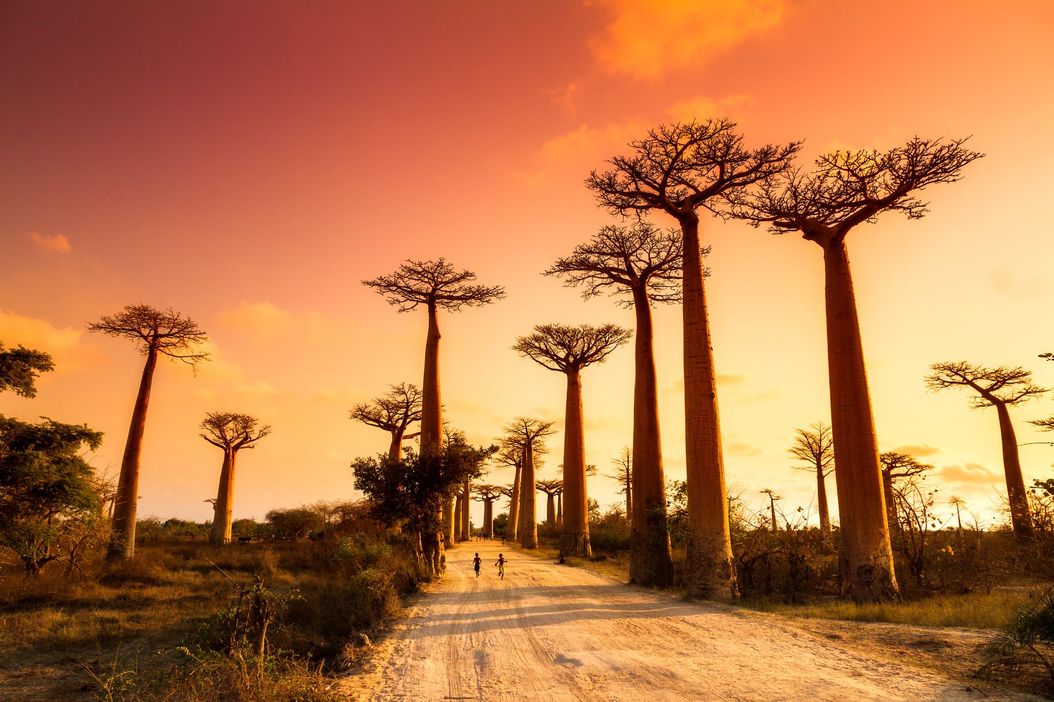 Wild Wonders of Madagascar