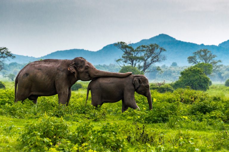 Yala & Minneriya NP
