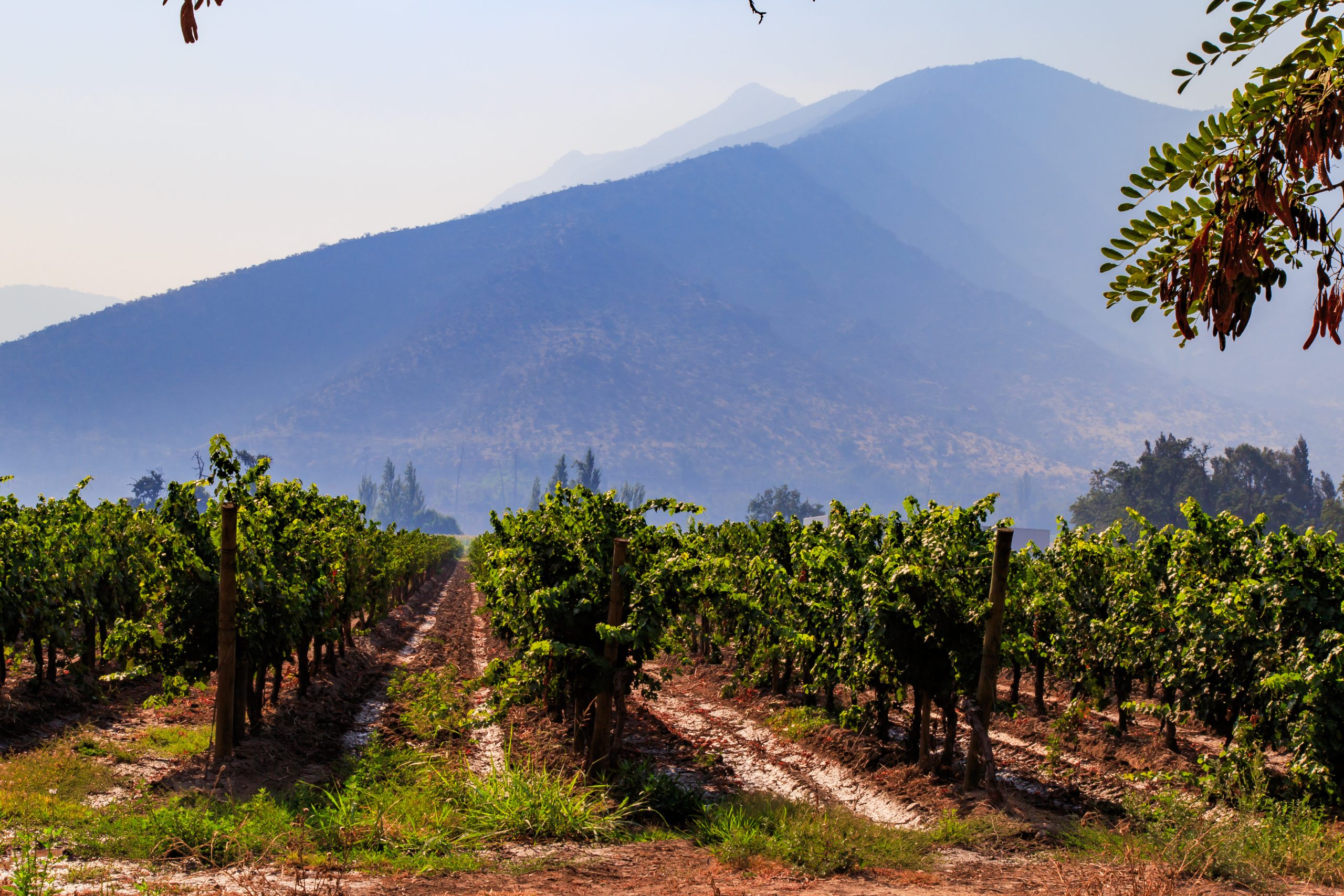 Wine Country