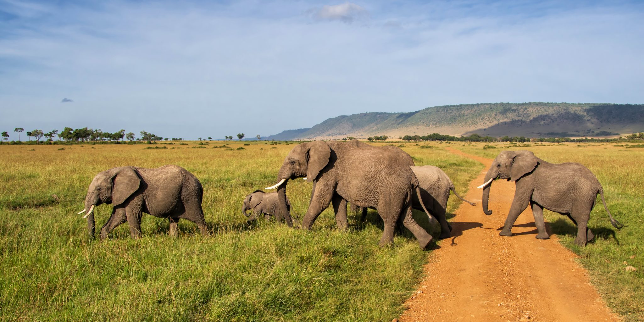 Kenya Safari Adventure & Beach