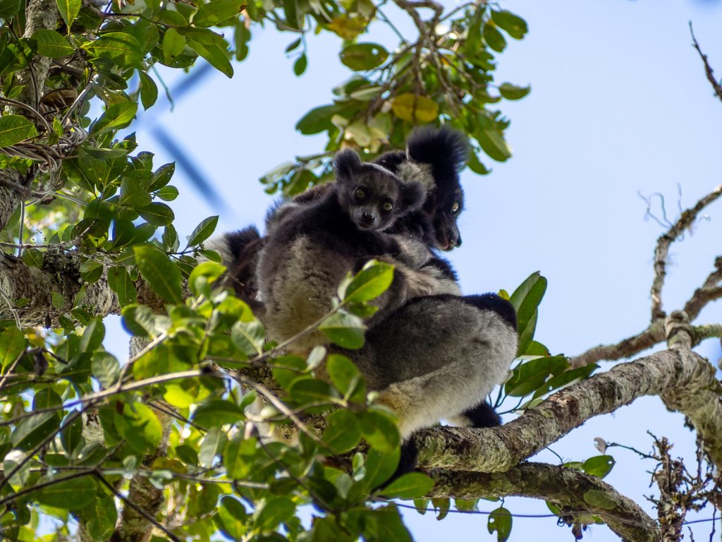 Day Three: Andasibe - Palmarium Reserve