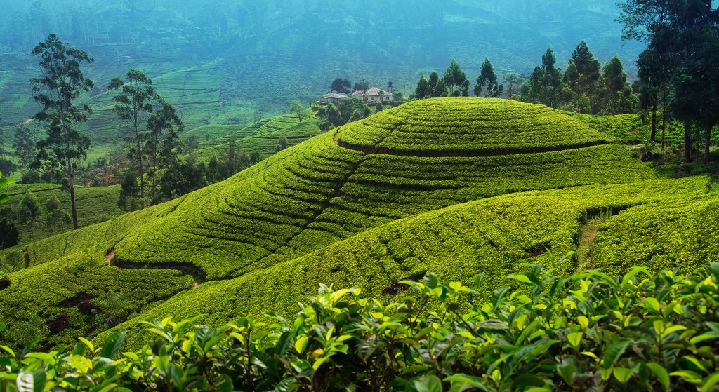Day Six: Nuwara Eliya (80km)