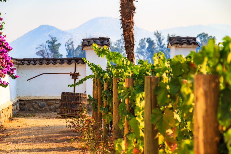 Taste Chilean Wines
