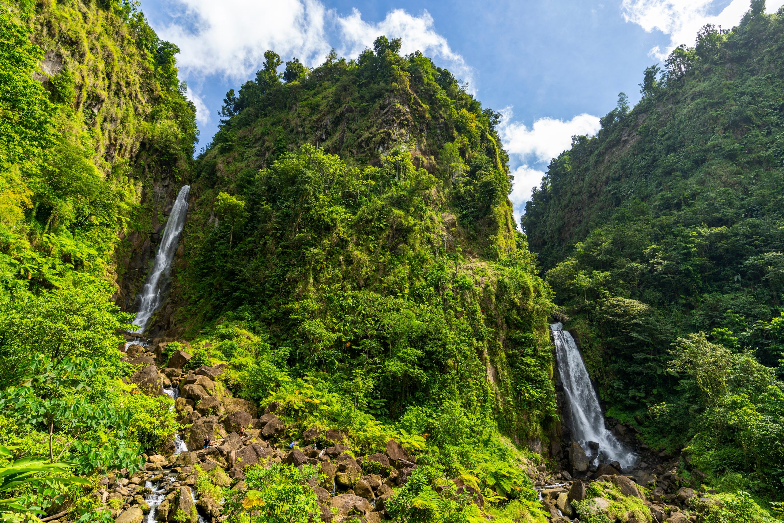 The Rainforest