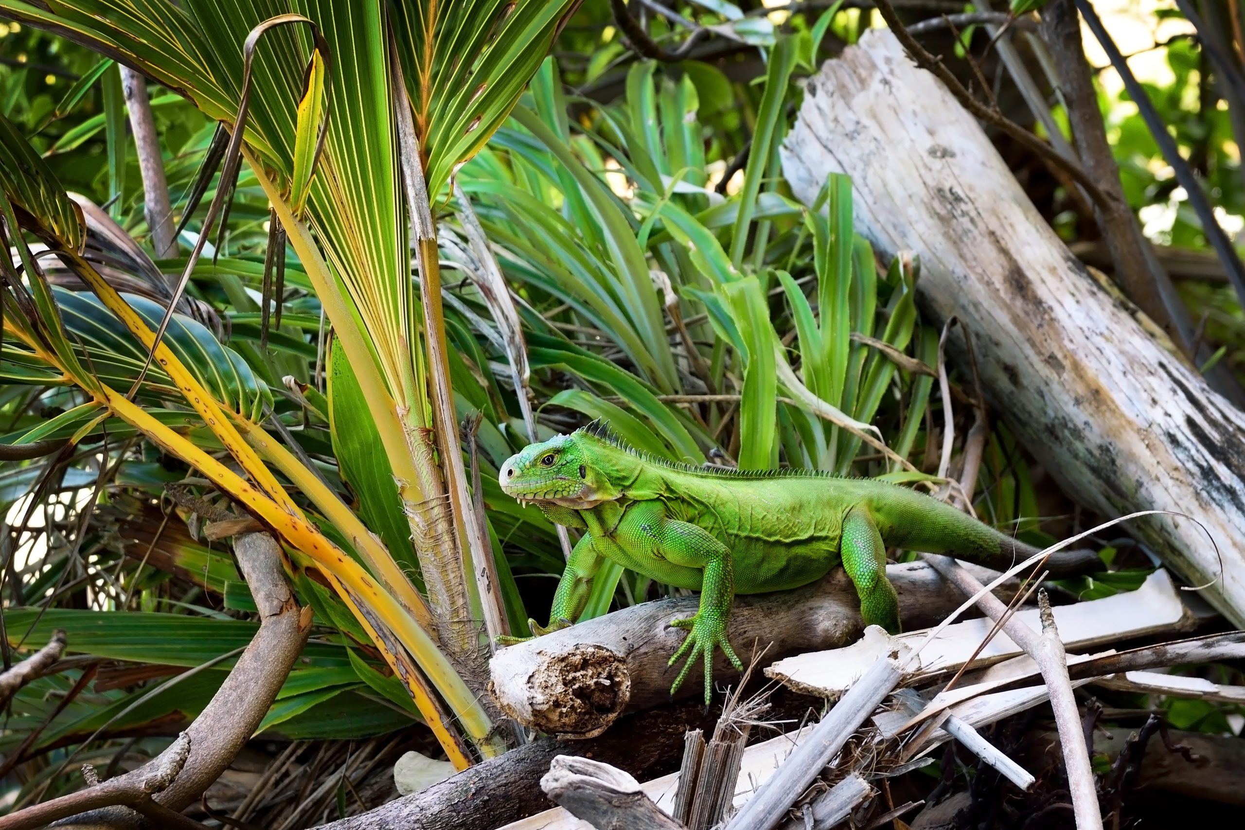 Wildlife