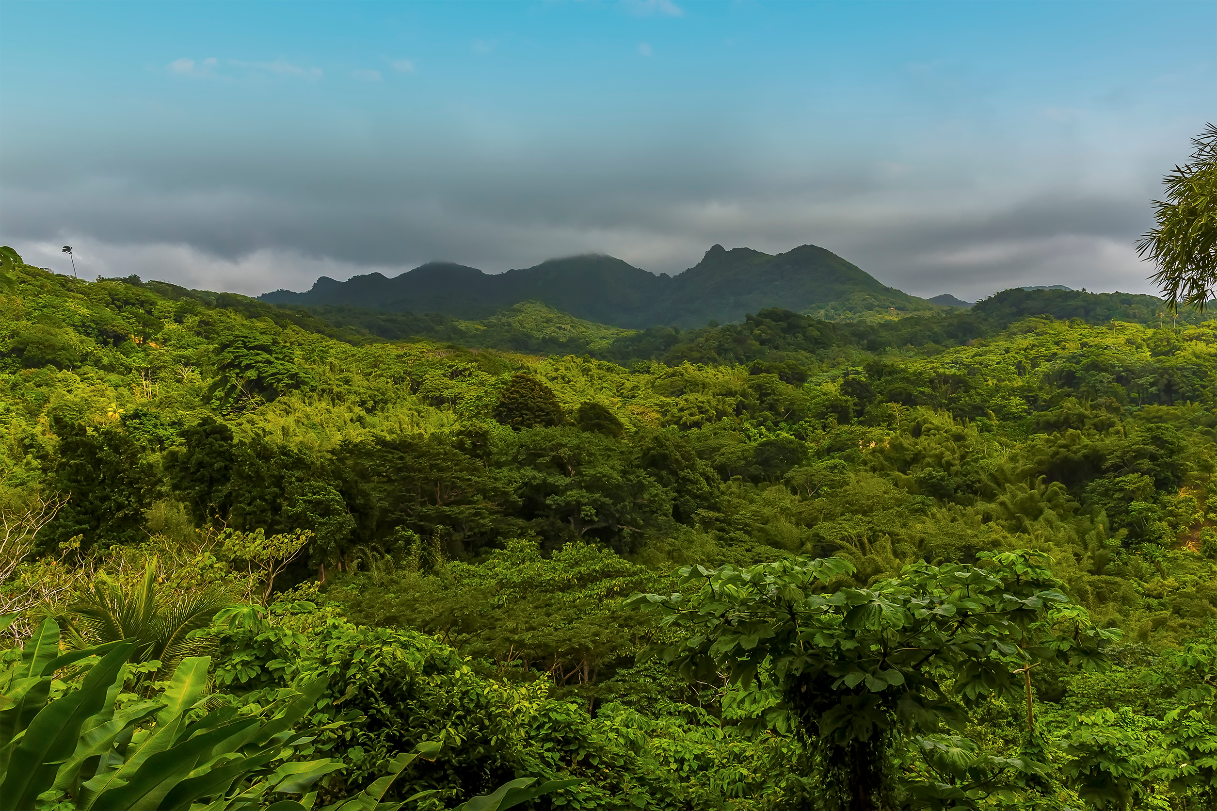 Rainforests