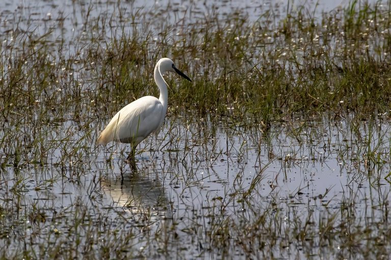 Four Birdwatching Tours 