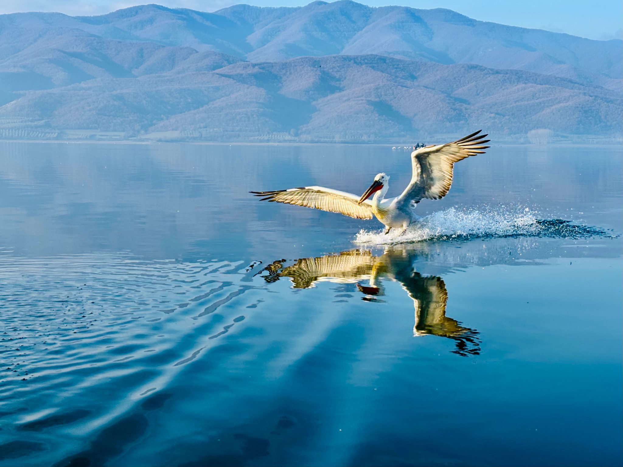 Birdwatching in Northern Greece