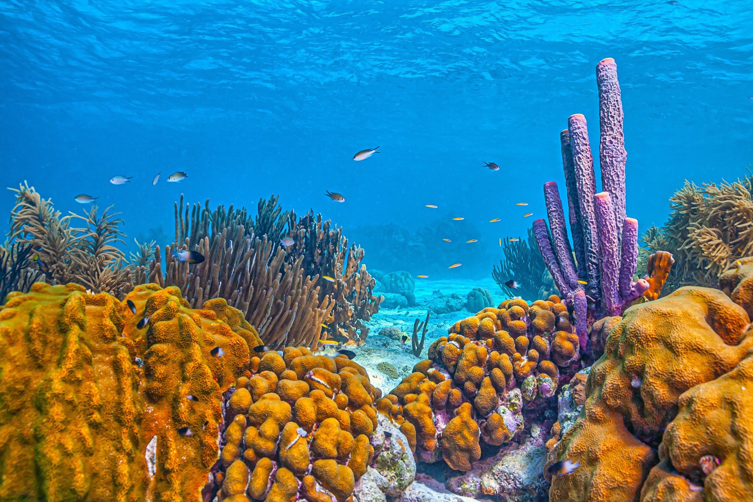 Diving