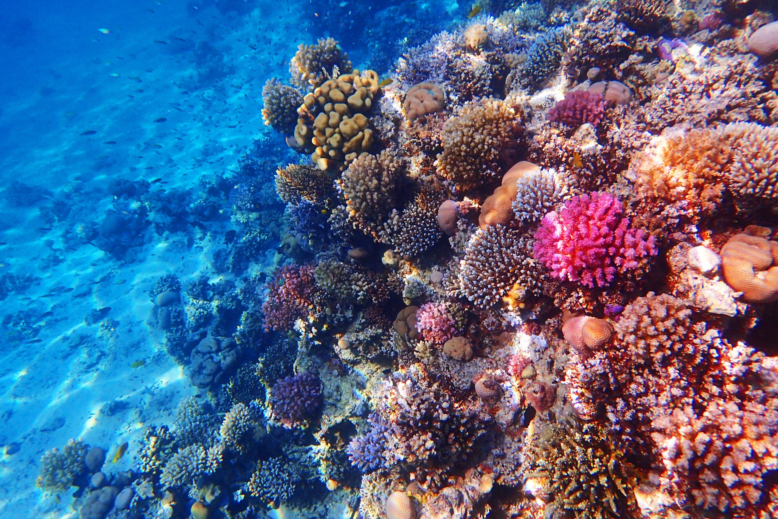 Marine Life